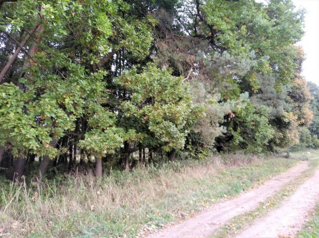 Działka Sprzedaż Wenecja 4