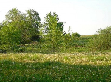 Działka Sprzedaż Lądek