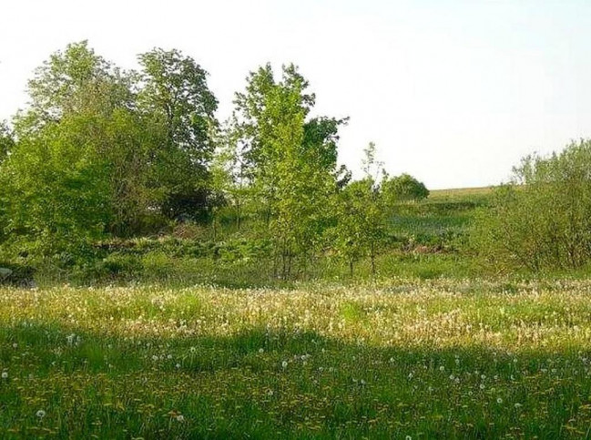 Działka Sprzedaż Lądek 4